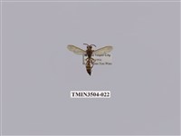 藏品(變側異腹胡蜂)的圖片